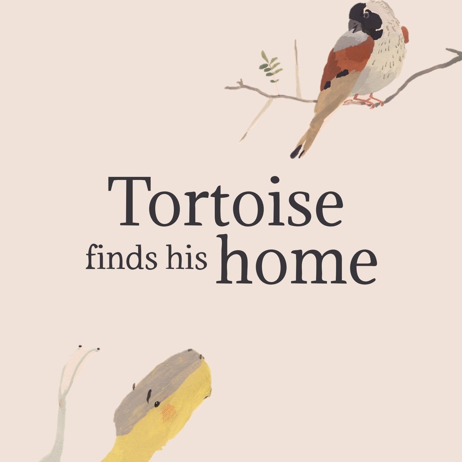Tortoise finds his home - square 4